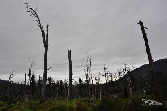 A vegetação cresce onde antes havia uma densa floresta, completamente destruída pelo vulcão Chaitén em Maio de 2008, no sul do Chile